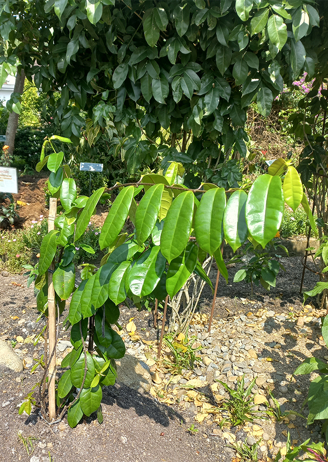 Strofantus Ungu