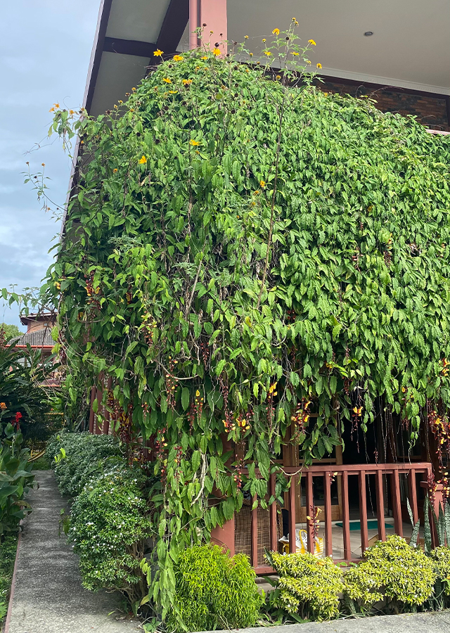 Bunga Clock Vine