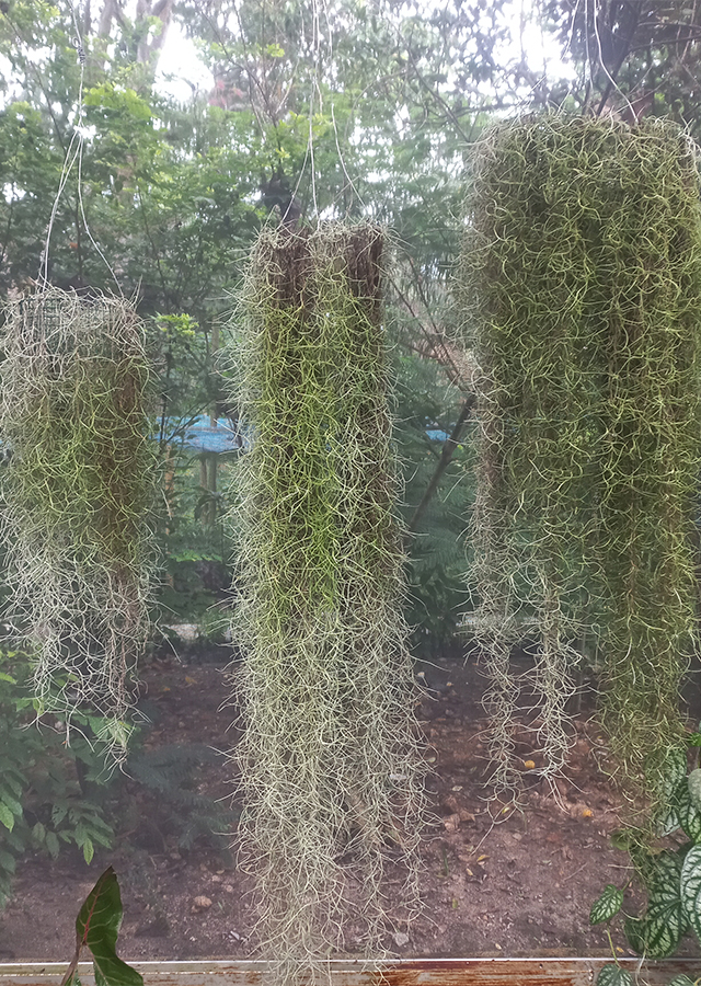 Jenggot Musa