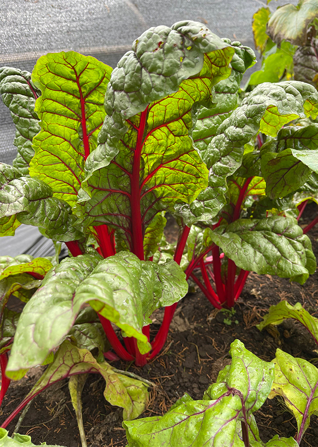 Rhubarb Chard Swiss
