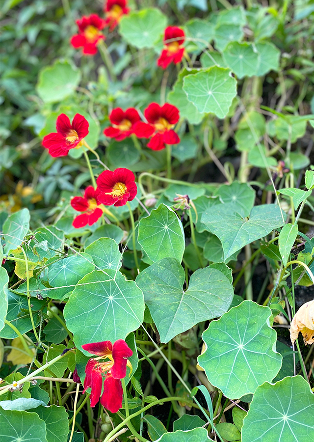 Nasturtium