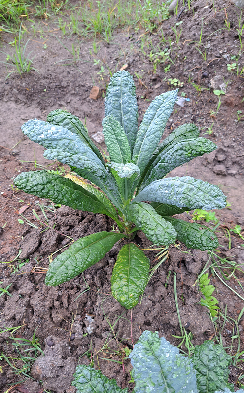Kale Lacinato