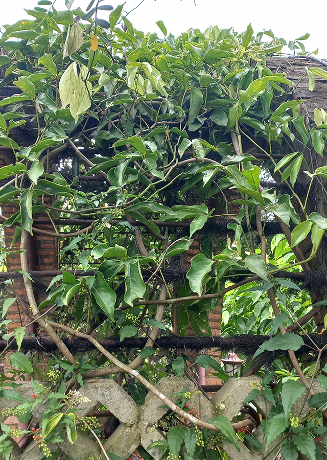 Jade Vine
