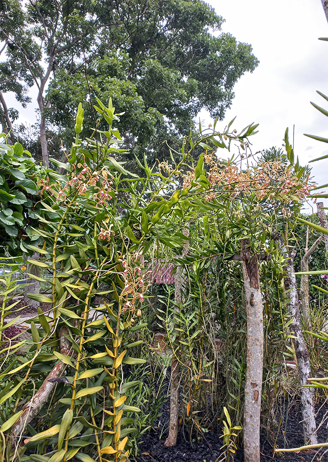Anggrek Kalajengking