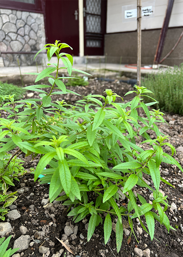 Lemon Verbena