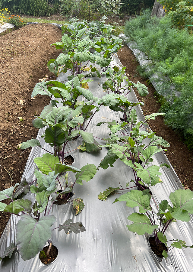 Kohlrabi