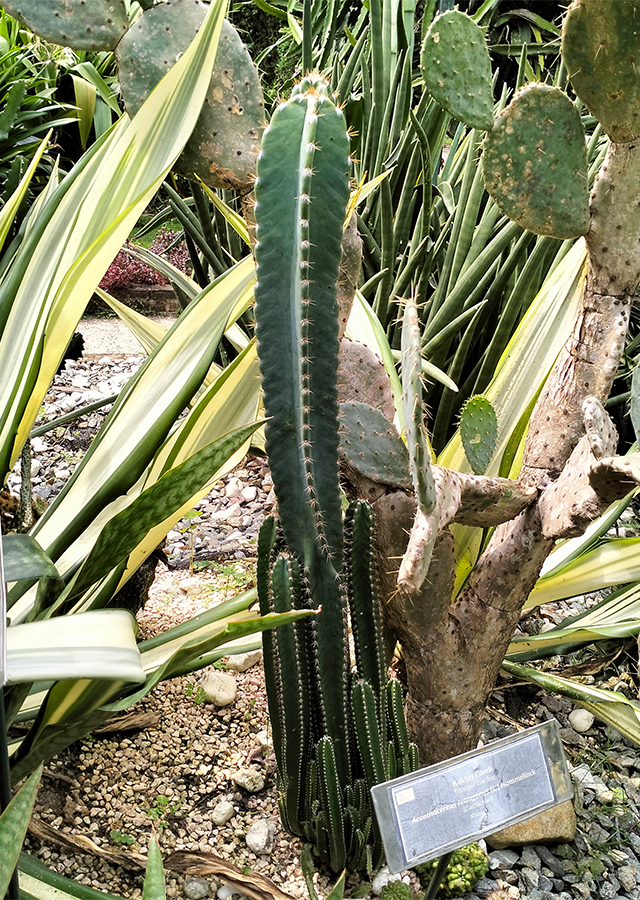 Kaktus Candi