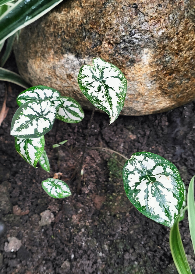Keladi Liliput