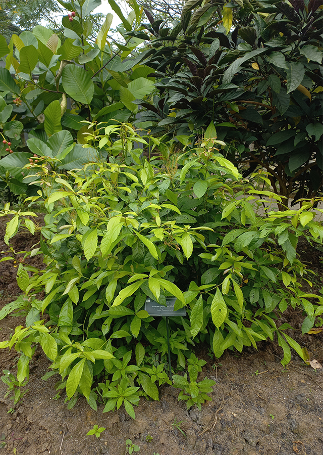 Pohon Alchorn