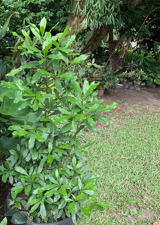 Buah Ajaib