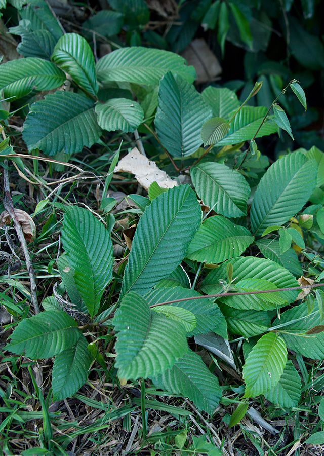 Akar Ampelas Putih