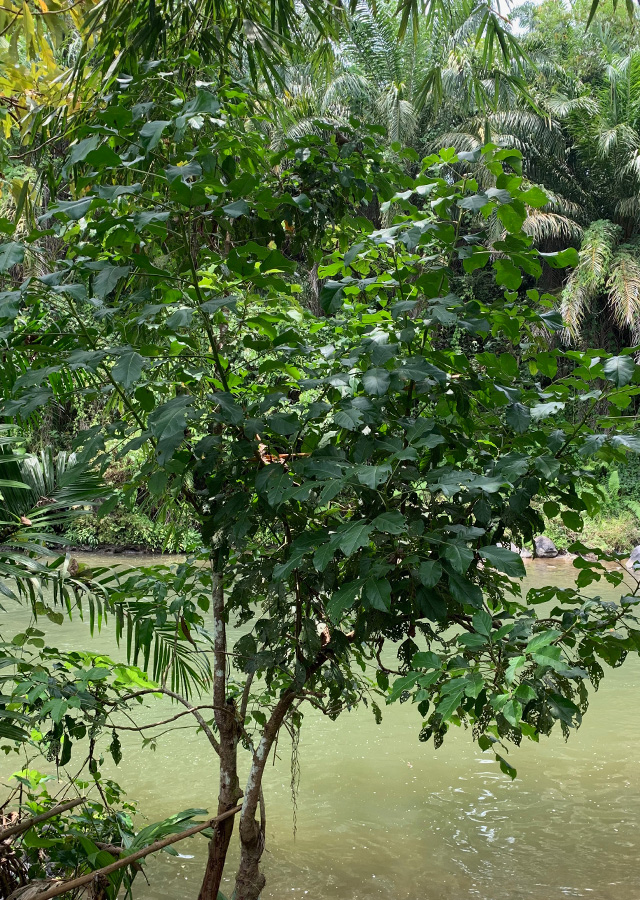 Cingkam