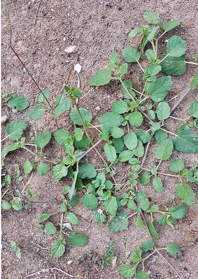 Daun Cakaran