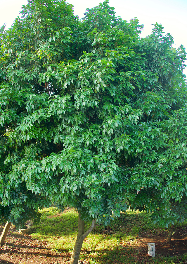 Jengkol