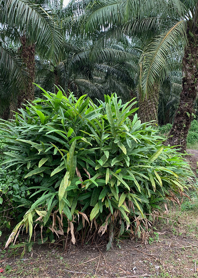 Lengkuas