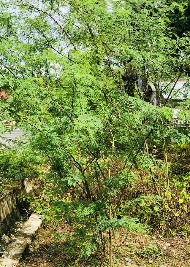 Kembang Jepun