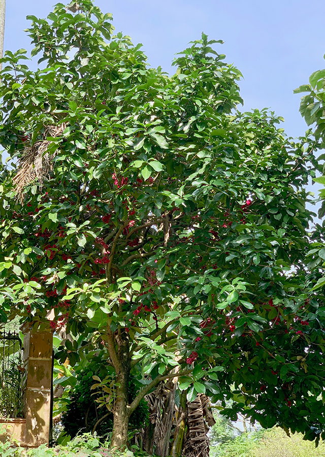 Jambu Bol