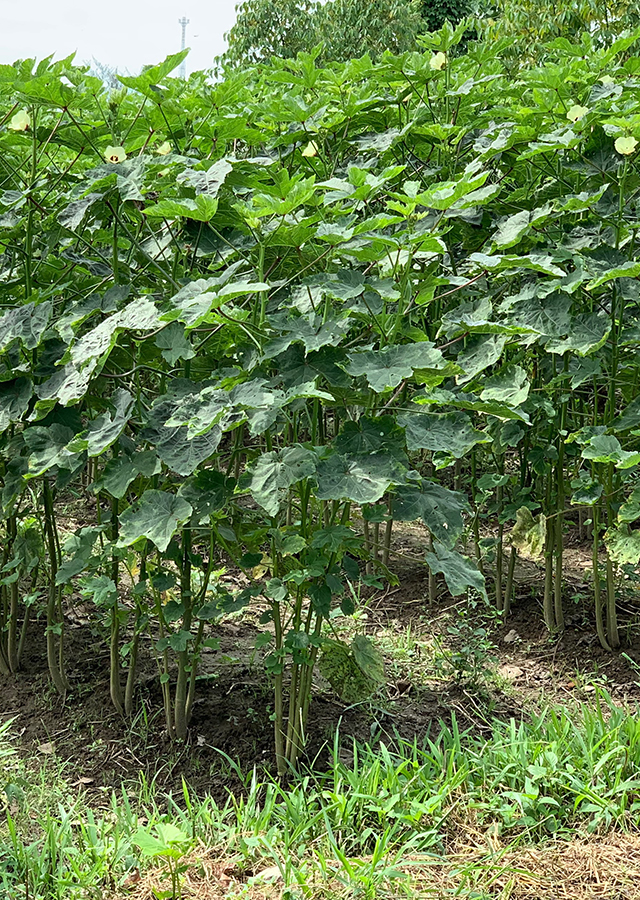 Okra