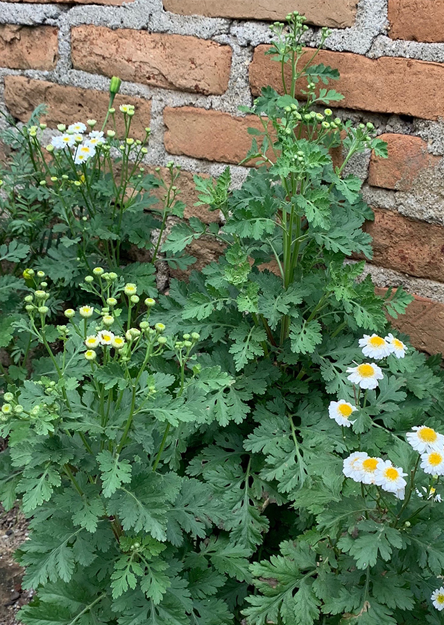 Feverfew