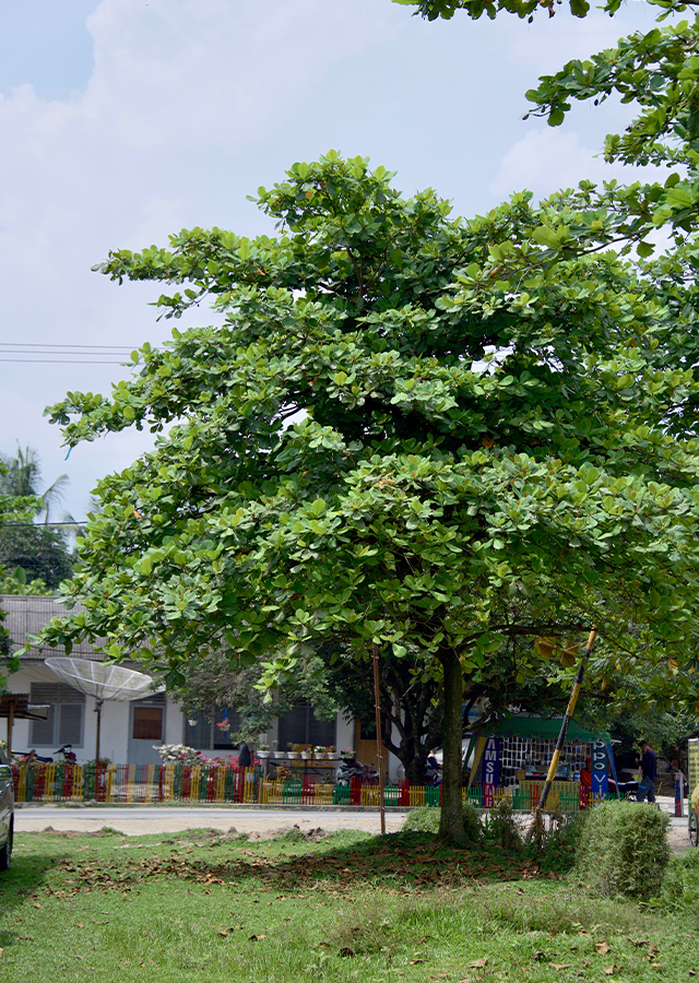 Ketapang