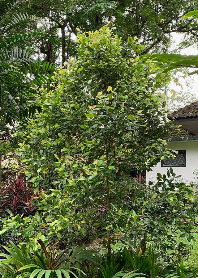 Cengkeh