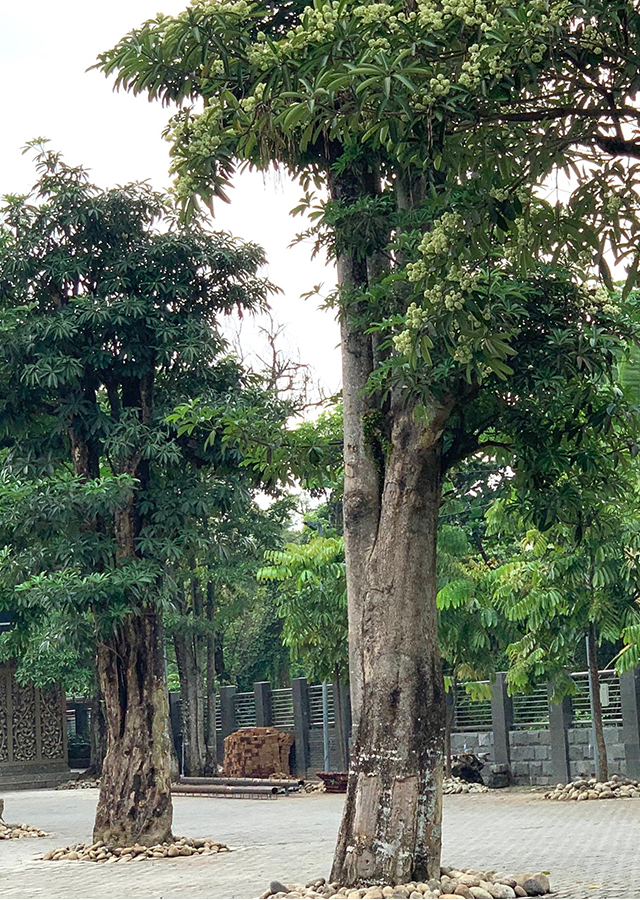 Pulai