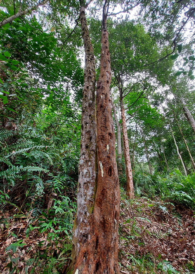 Kemenyan