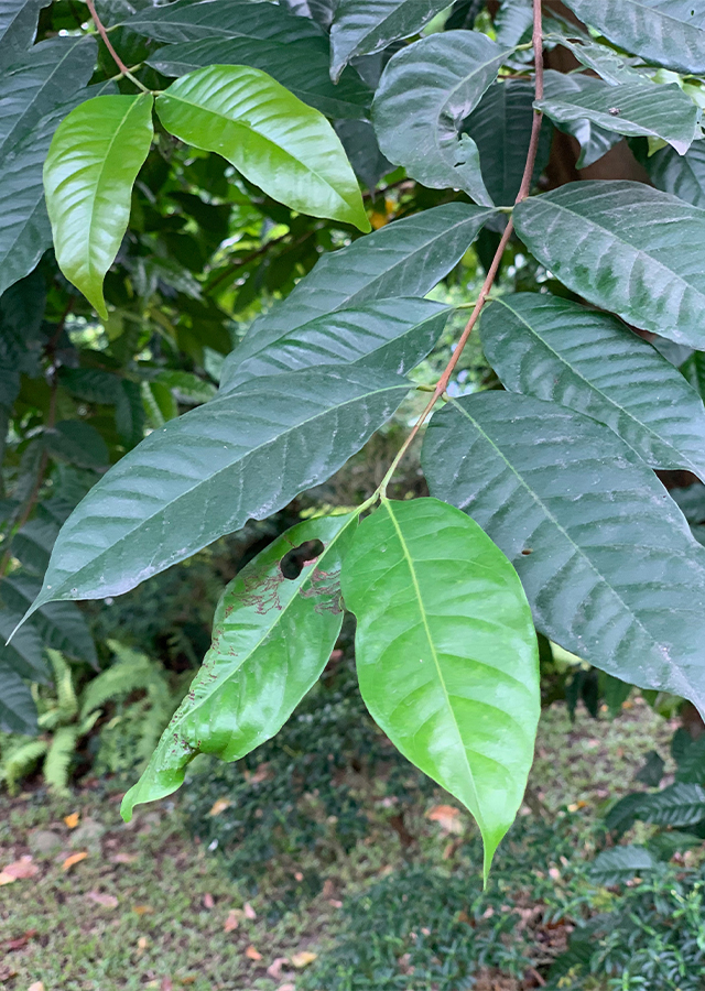 Daun Salam