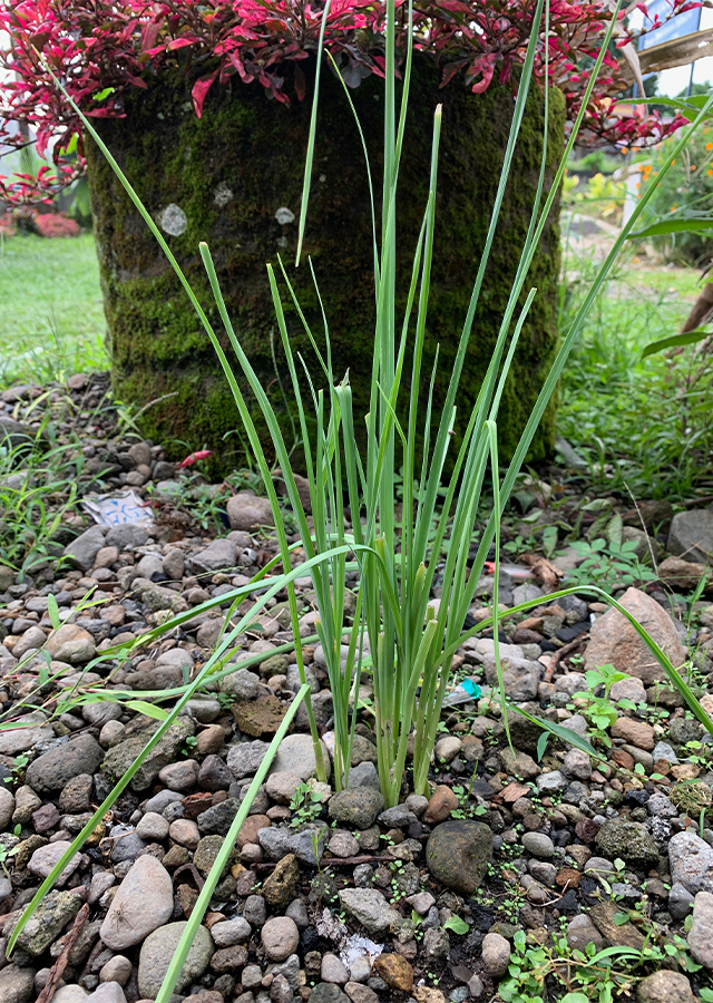Bawang Putih
