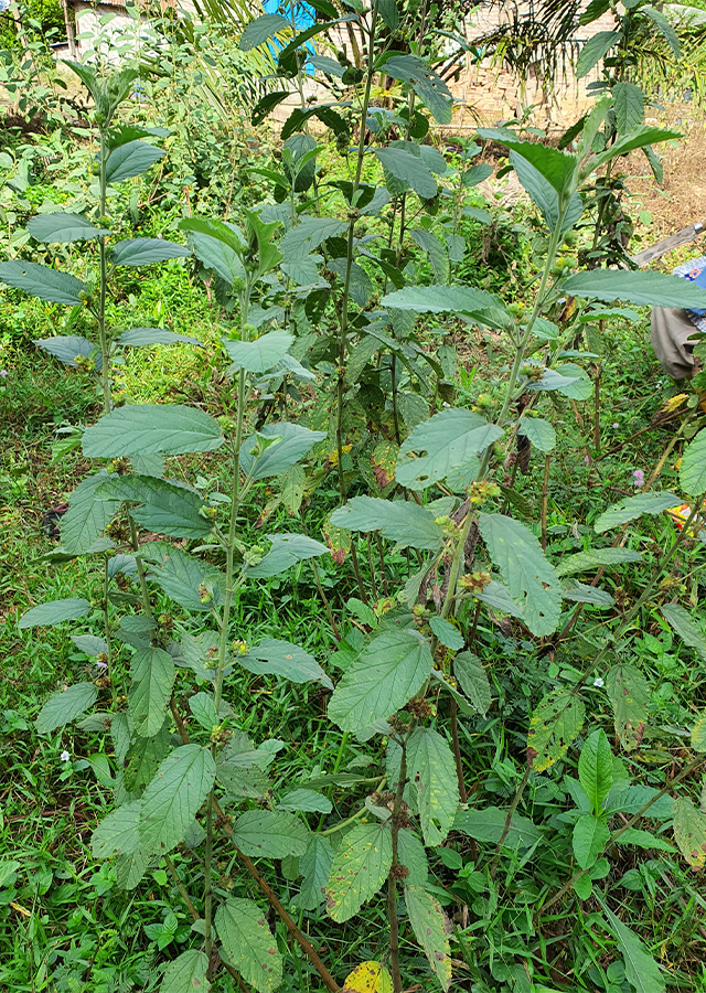 Lembayung Muda