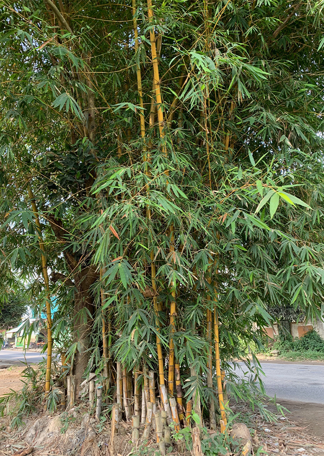 Bambu Kuning