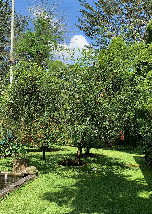 Bidara Putsa
