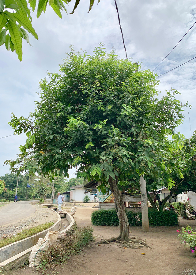 Jambu Air