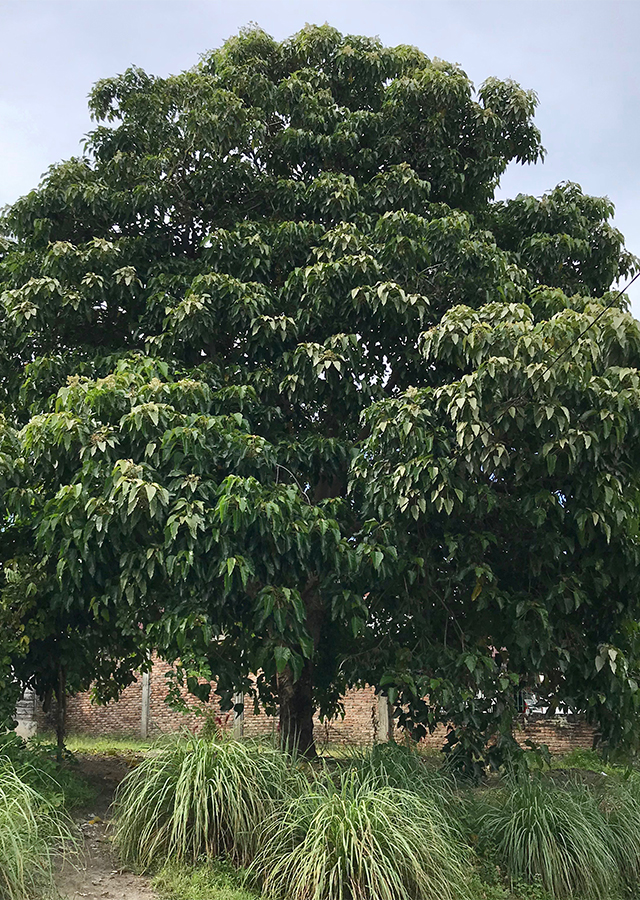 Kemiri