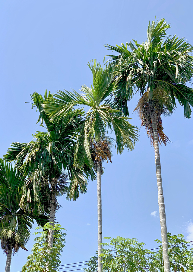 Pinang