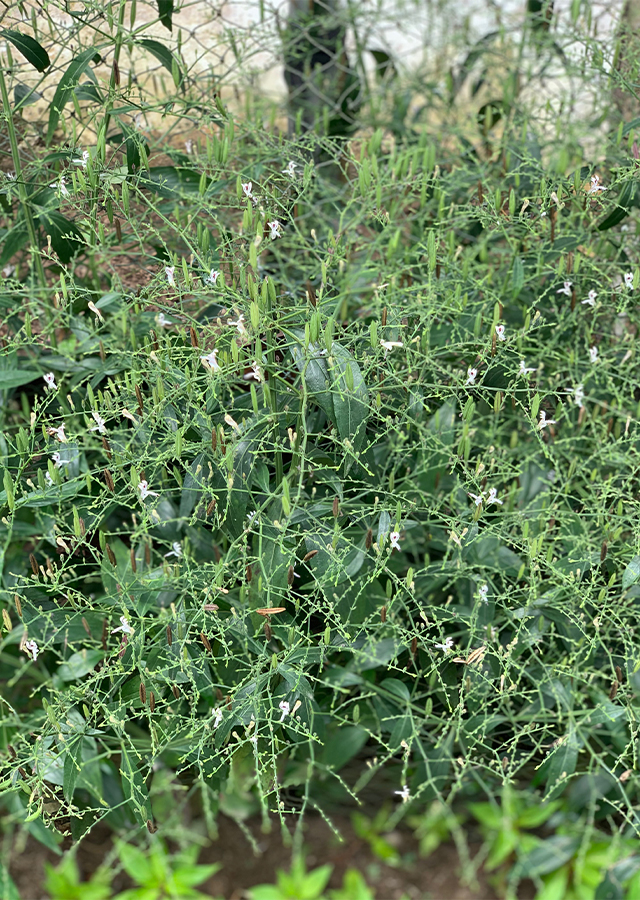 Sambiloto