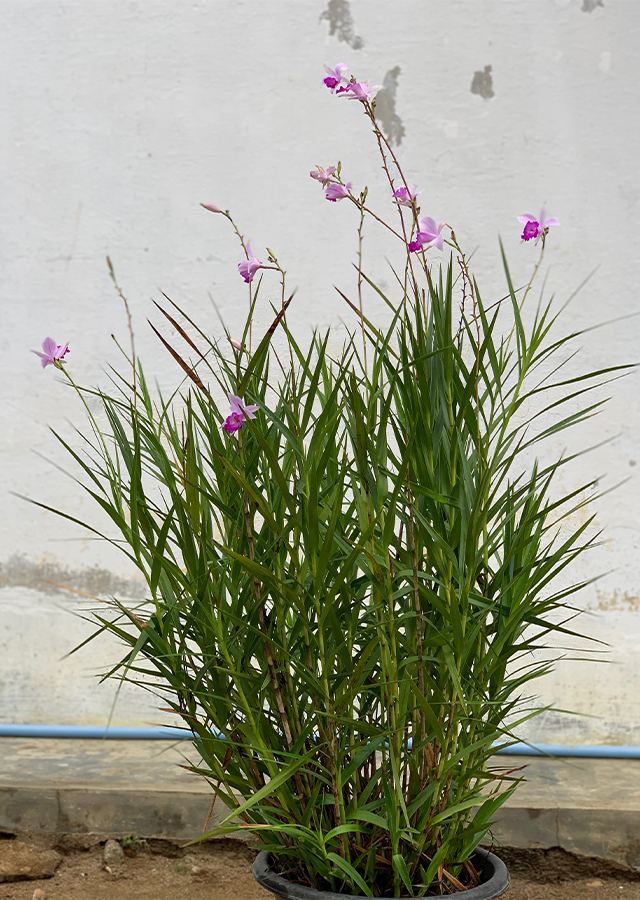 Anggrek Arundina