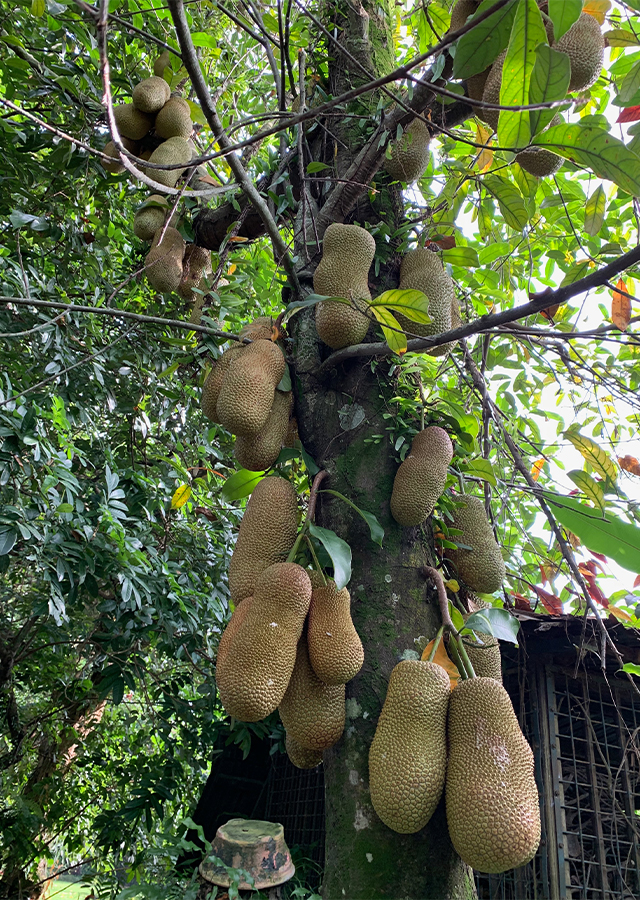 Cempedak