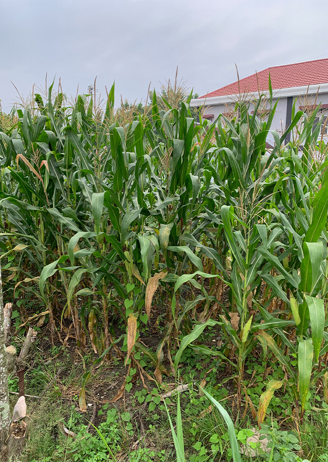 Jagung