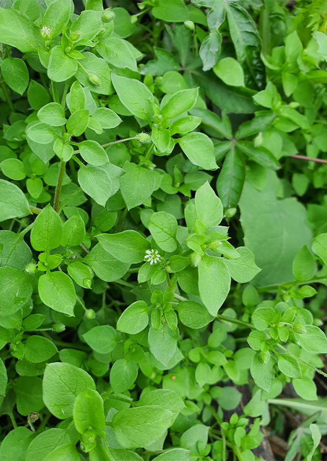 Daun Chickweed