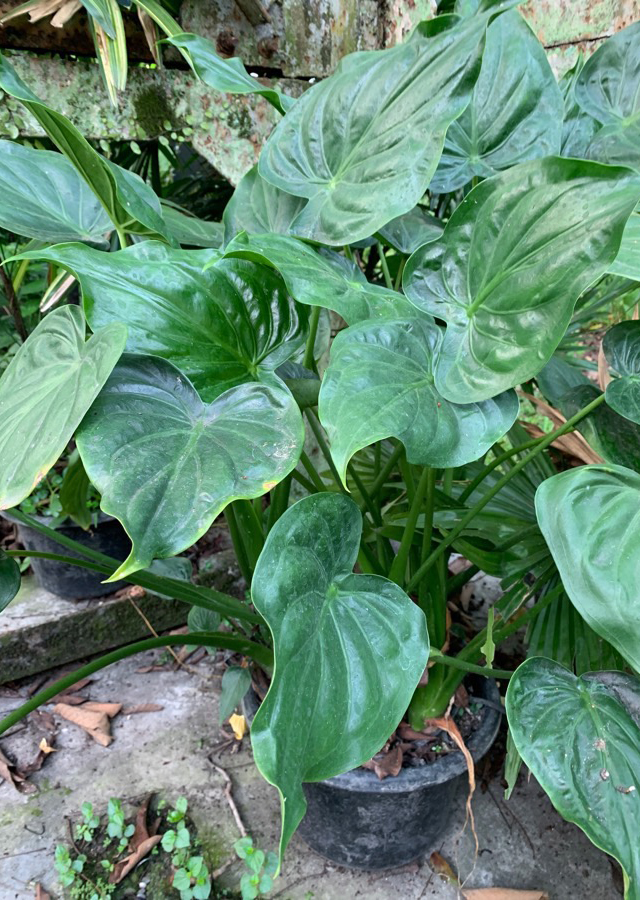 Nampu Hijau