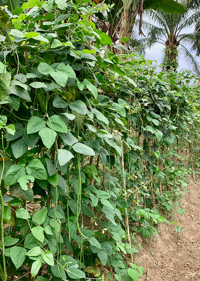 Kacang Panjang
