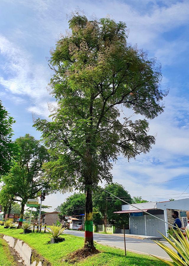 Kayu Ingul