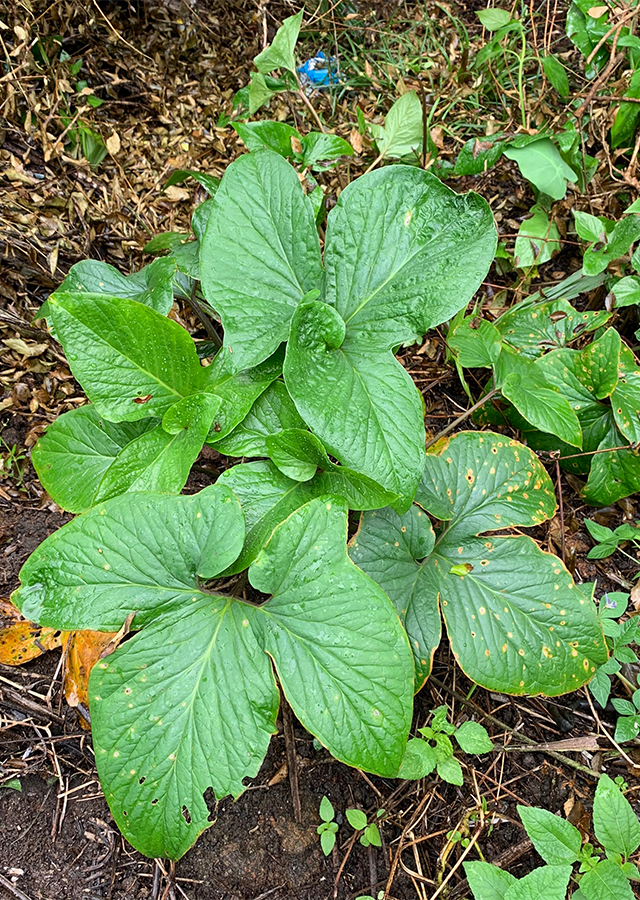 Keladi Puyuh