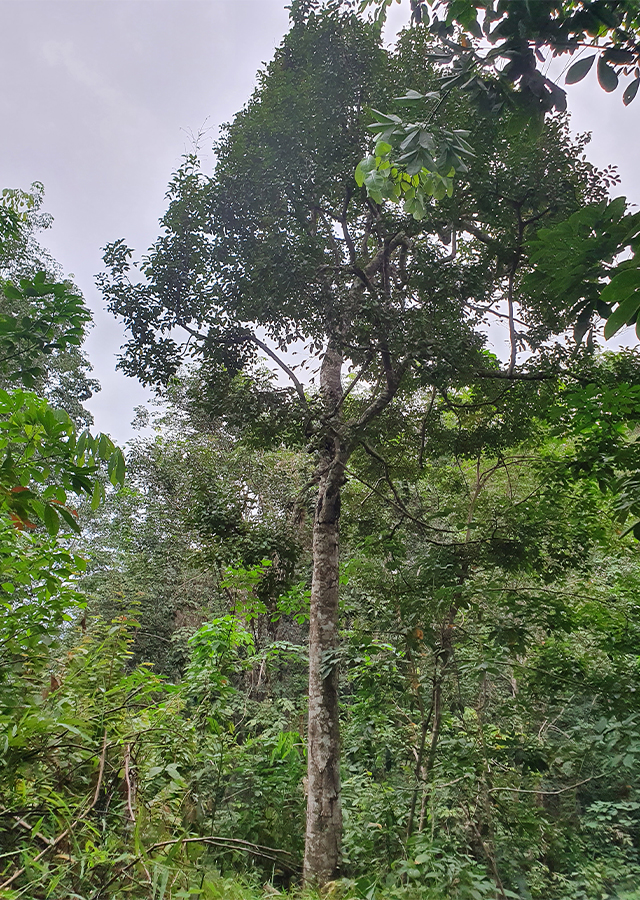Kayu Gaharu