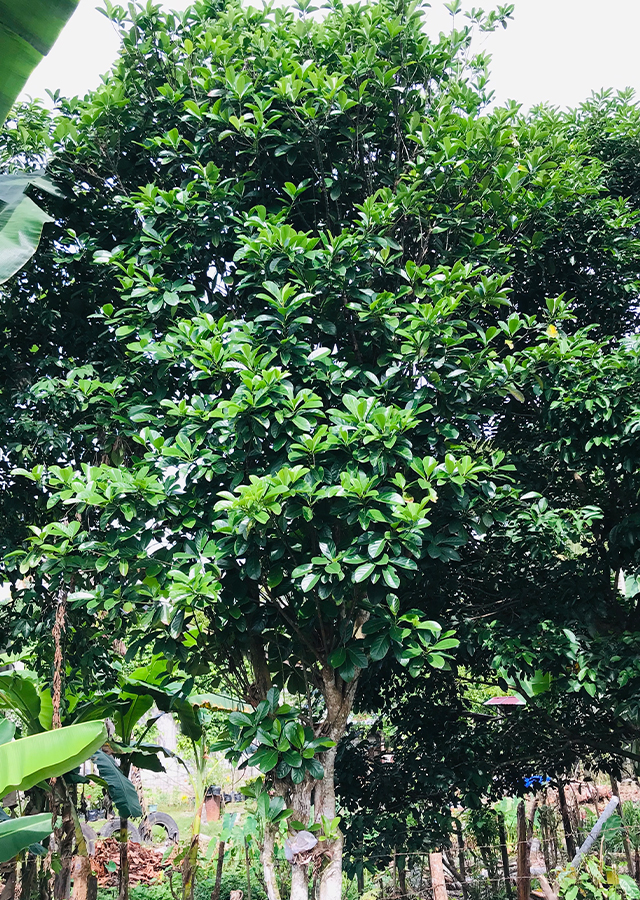 Kepundung