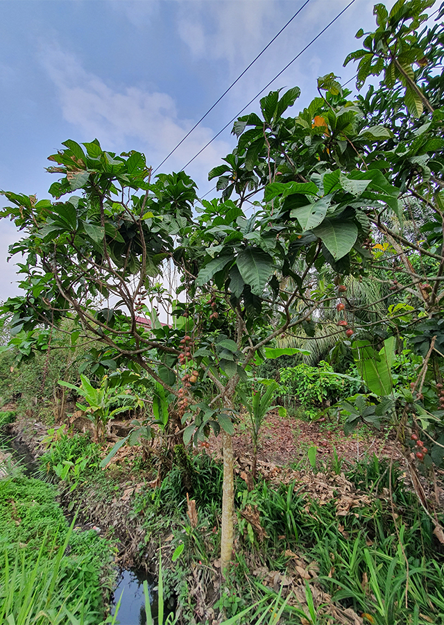 Putat Sungai