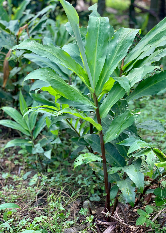 Lempuyang Hitam