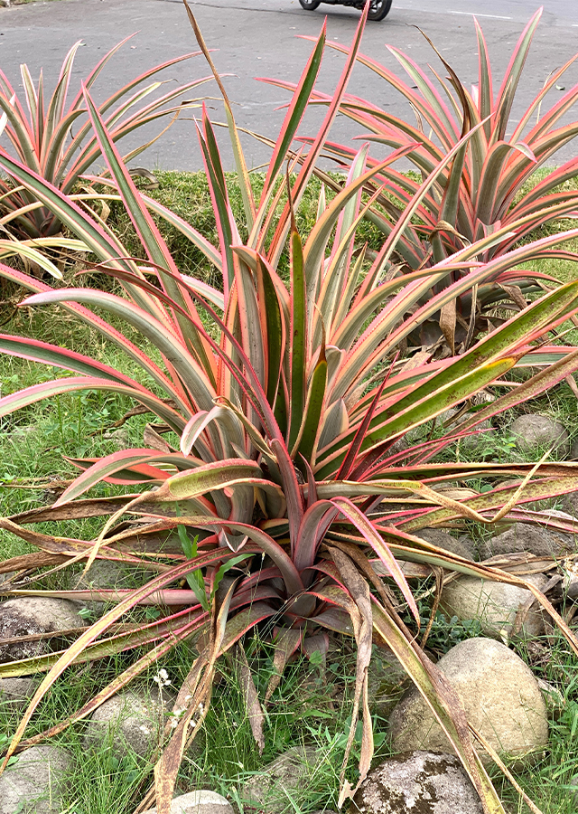 Nanas Merah