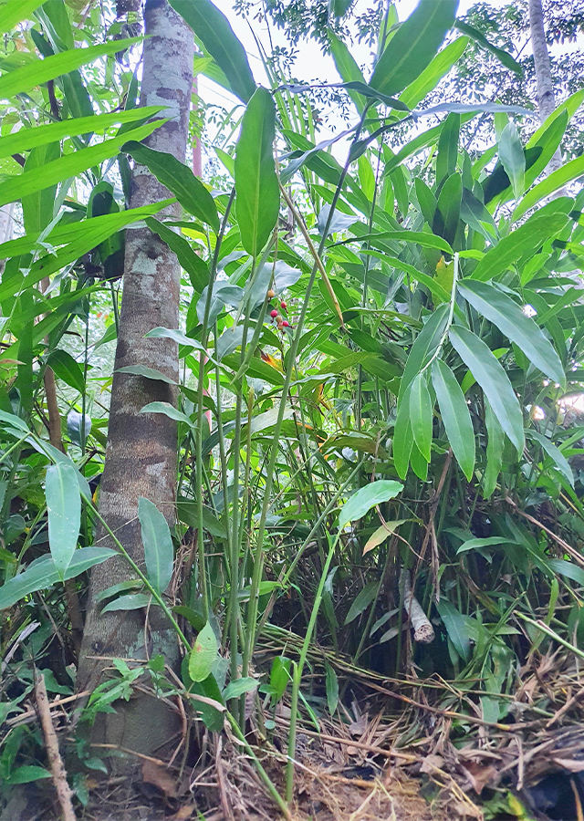 Lengkuas Genting